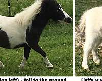 cowboy-mounted-shooting-miniature-horse