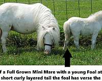 cutting-prospect-miniature-horse
