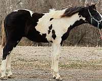 black-overo-draft-colt
