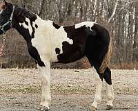 basics-draft-horse