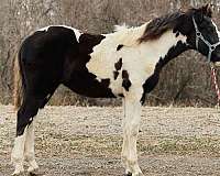 easy-to-handle-draft-horse