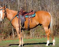 all-around-quarter-horse