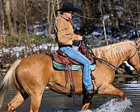 athletic-quarter-horse