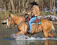 beginner-quarter-horse