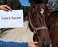 secret-mare