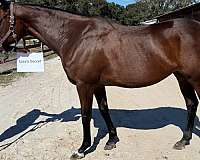 thoroughbred-for-sale-mare