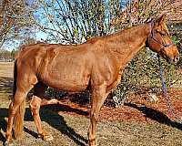 chestnut-tennessee-walking-gelding
