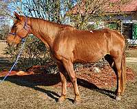 chestnut-gelding-for-sale