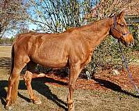 16-hand-tennessee-walking-gelding