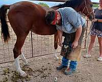 feed-arabian-horse