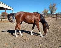hay-arabian-horse