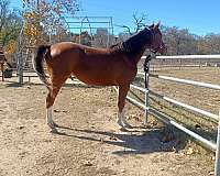 never-handled-arabian-horse