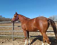 sea-arabian-horse