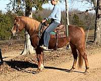barrel-quarter-horse