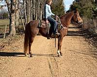 flashy-quarter-horse