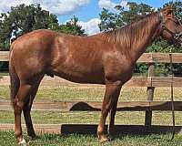 sorrel-aaha-gelding