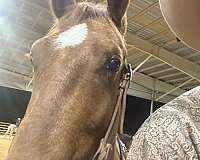 sorrel-aaha-horse