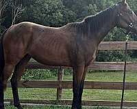 14-hand-quarter-horse-mare