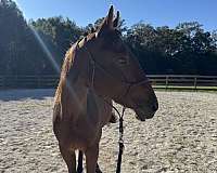 14-hand-quarter-horse