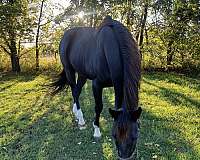 emperador-thoroughbred-horse