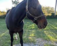 emperador-horse