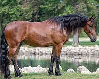 athletic-friesian-horse