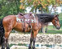dressage-friesian-horse