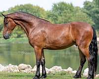 eventing-friesian-horse