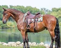 flashy-friesian-horse