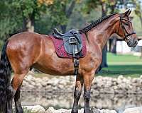 jumping-friesian-horse