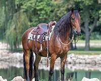 husband-safe-friesian-horse