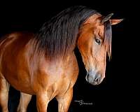 parade-friesian-horse
