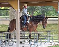 ridden-western-friesian-horse