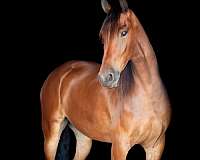 performance-friesian-horse
