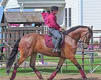 show-friesian-horse
