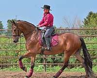 sporthorse-friesian-horse