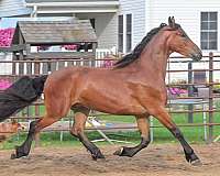 sport-friesian-horse