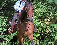 trail-friesian-horse