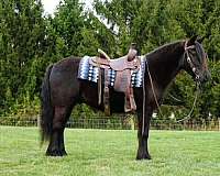 all-around-fell-pony