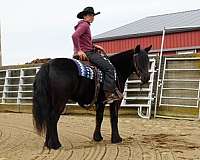 western-riding-fell-pony
