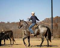 athletic-quarter-horse