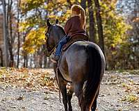 performance-quarter-horse