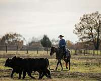 ranch-quarter-horse