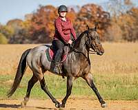 ranch-versatility-quarter-horse