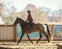 ranch-work-quarter-horse