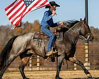 ridden-english-quarter-horse