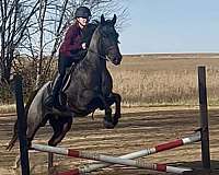 ridden-western-quarter-horse