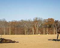 roping-quarter-horse