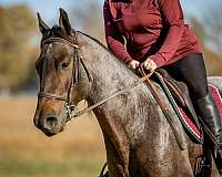 show-quarter-horse