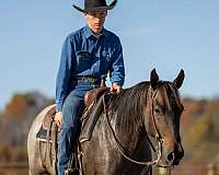 trail-quarter-horse